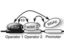 Cooperative binding of Transcription Factors