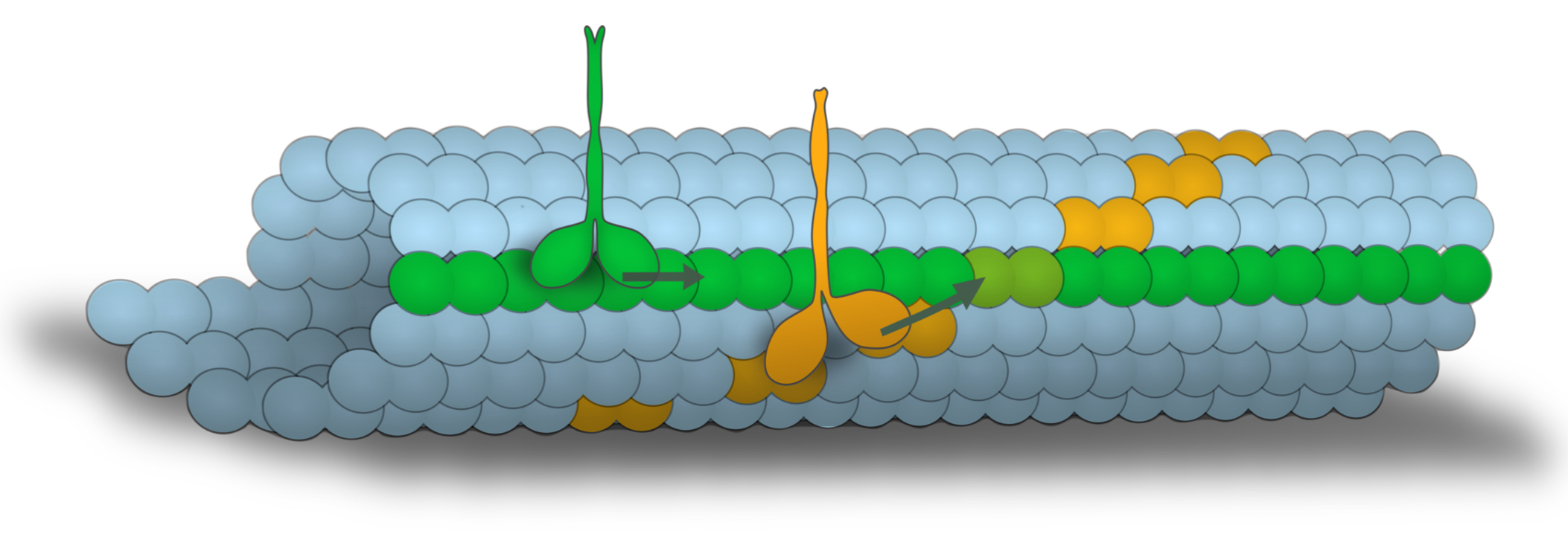 active_transport_molecular_motors