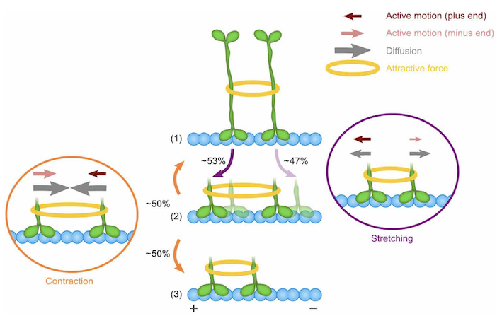 kinesin_switch