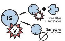 virus_evolution4