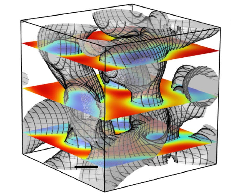 Self-Organization of Thymic Architecture through Chemotactic Feedback and Cross-Talk 