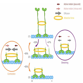 kinesin_switch_small