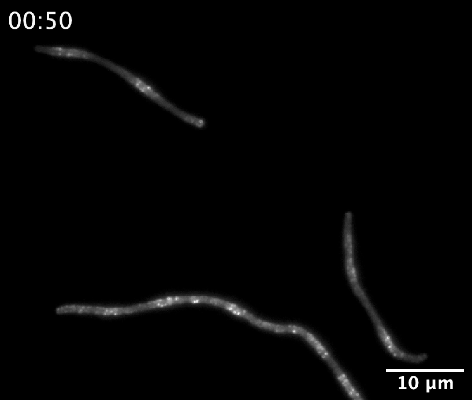 Robust and resource-optimal dynamic pattern formation of Min proteins in vivo 
