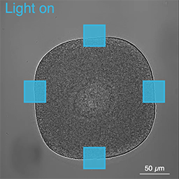 Shaping cells with light 